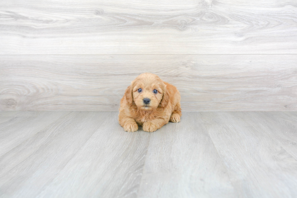 Best Mini Goldendoodle Baby