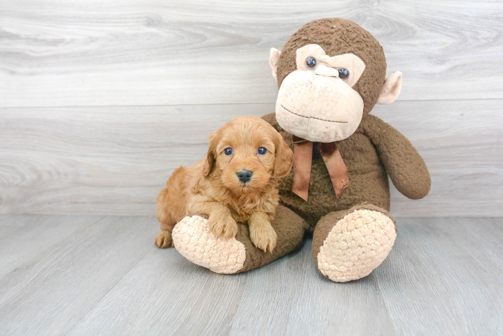 Mini Goldendoodle Pup Being Cute