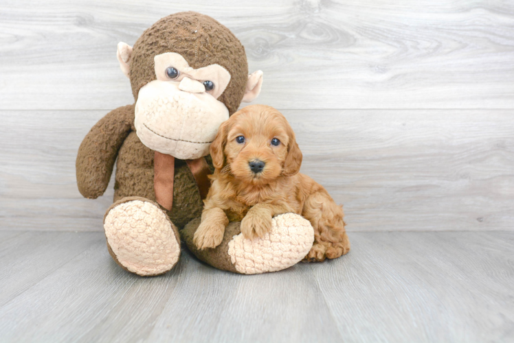 Best Mini Goldendoodle Baby