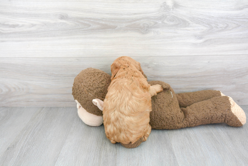 Mini Goldendoodle Pup Being Cute