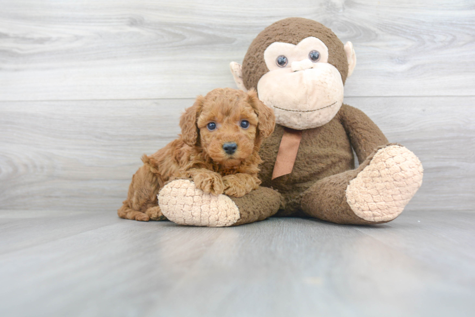 Friendly Mini Goldendoodle Baby