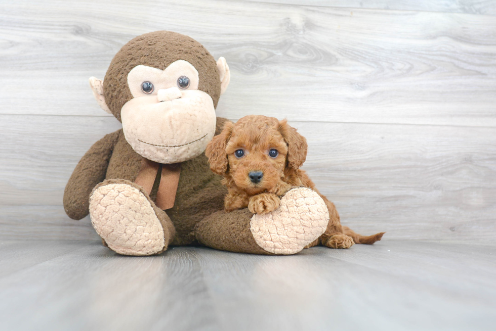 Best Mini Goldendoodle Baby