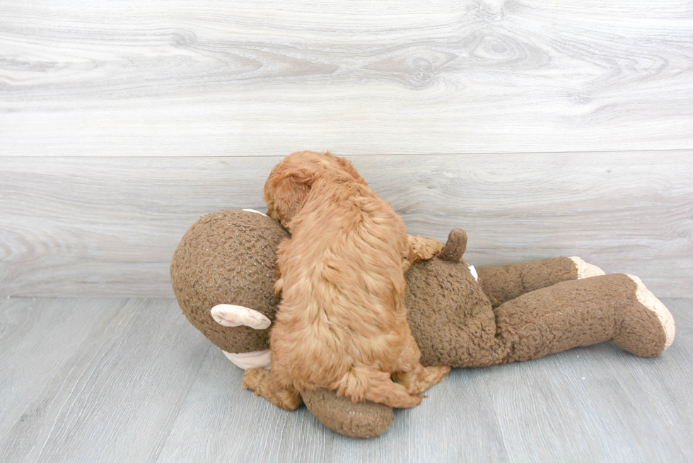 Mini Goldendoodle Pup Being Cute