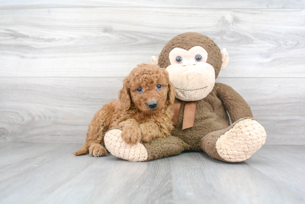 Cute Mini Goldendoodle Baby