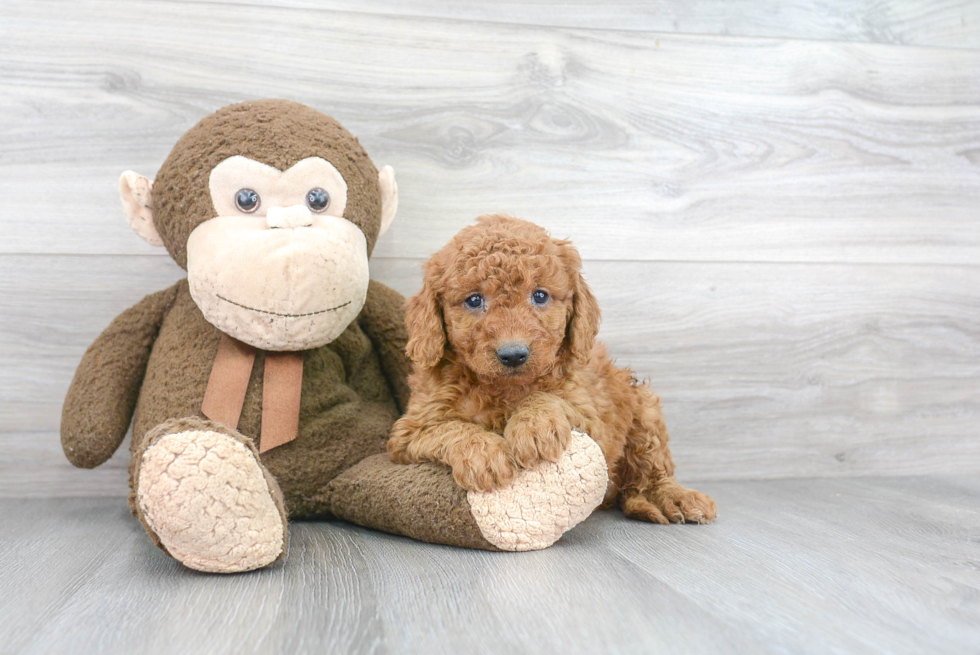 Mini Goldendoodle Pup Being Cute