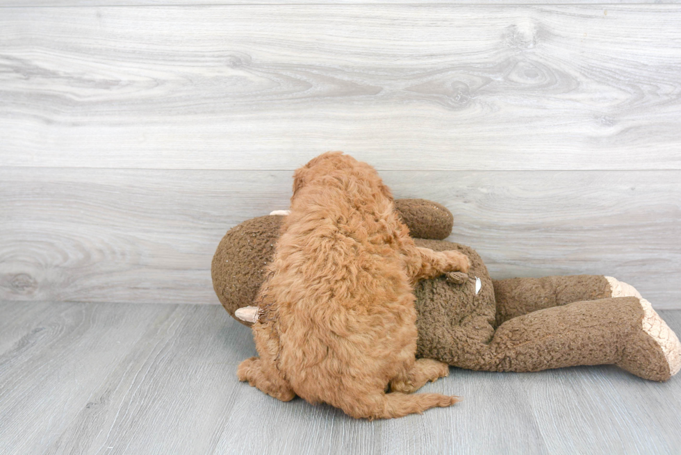 Mini Goldendoodle Pup Being Cute