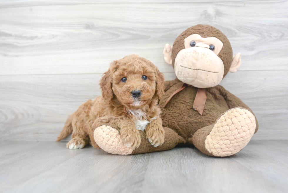 Mini Goldendoodle Puppy for Adoption