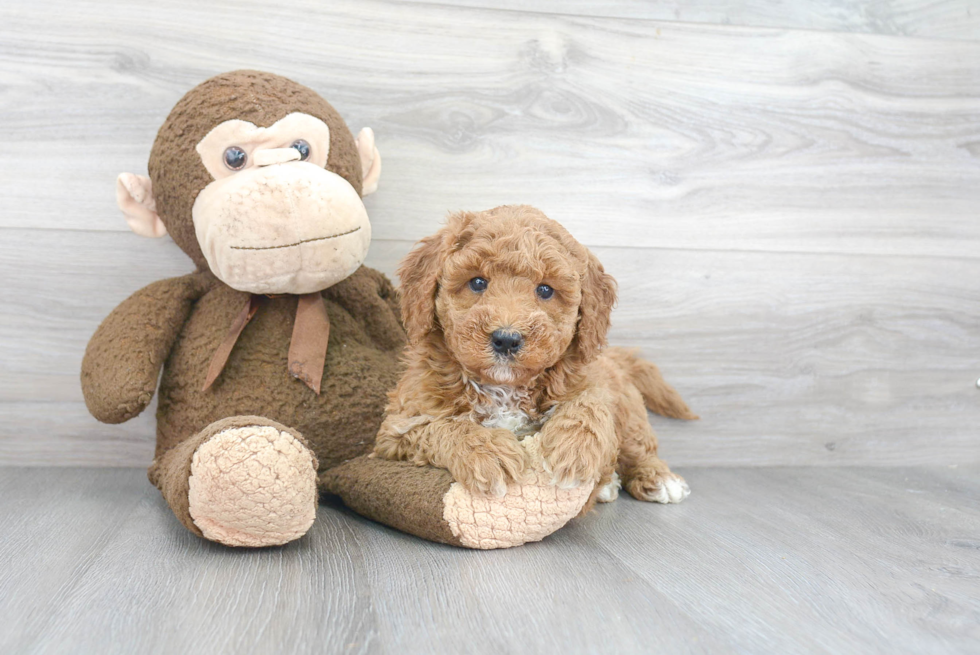 Popular Mini Goldendoodle Poodle Mix Pup