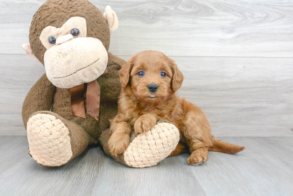 Best Mini Goldendoodle Baby