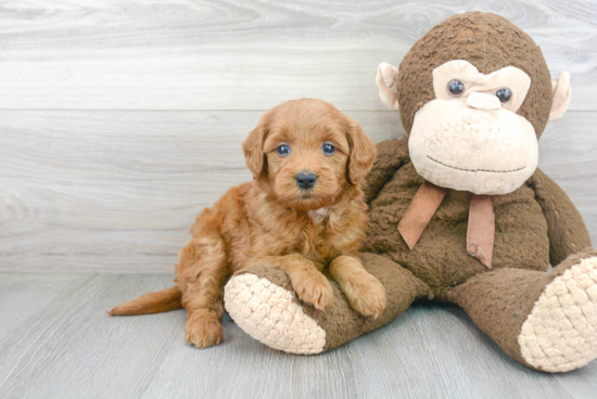 Mini Goldendoodle Puppy for Adoption