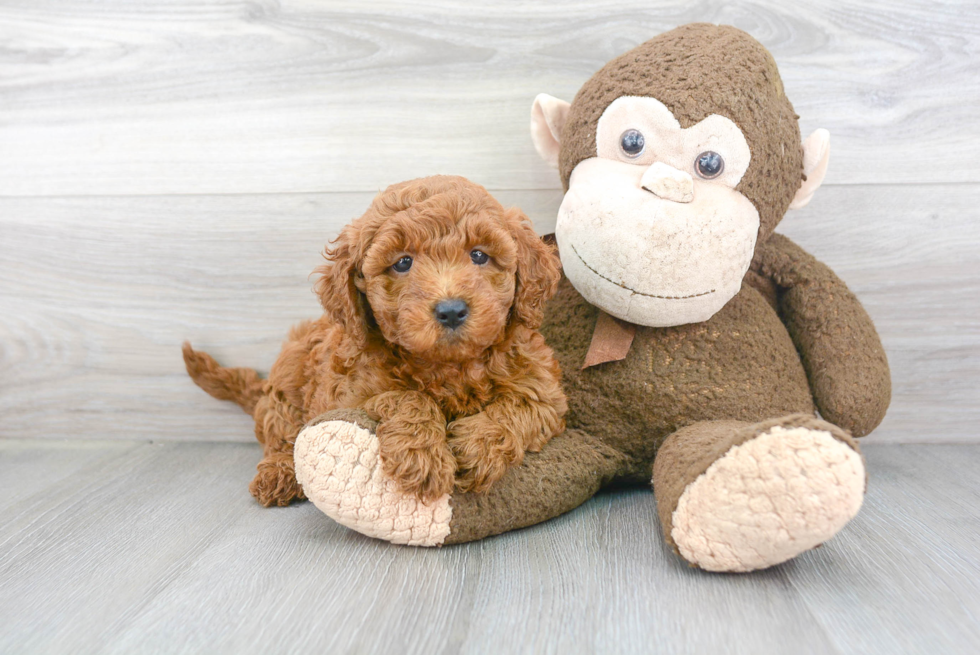 Small Mini Goldendoodle Baby