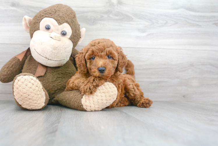 Happy Mini Goldendoodle Baby