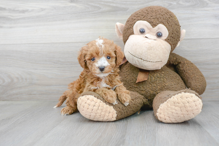 Fluffy Mini Goldendoodle Poodle Mix Pup