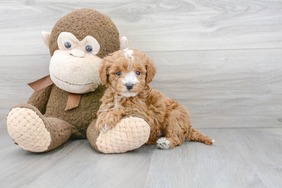 Small Mini Goldendoodle Baby