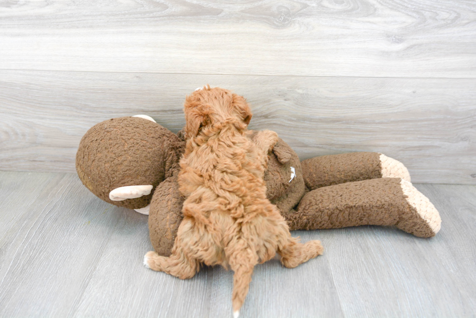 Mini Goldendoodle Pup Being Cute