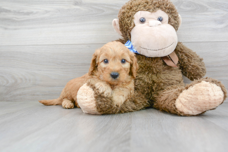 Mini Goldendoodle Pup Being Cute