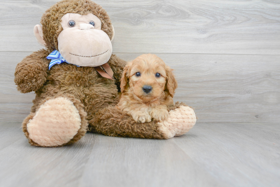 Best Mini Goldendoodle Baby