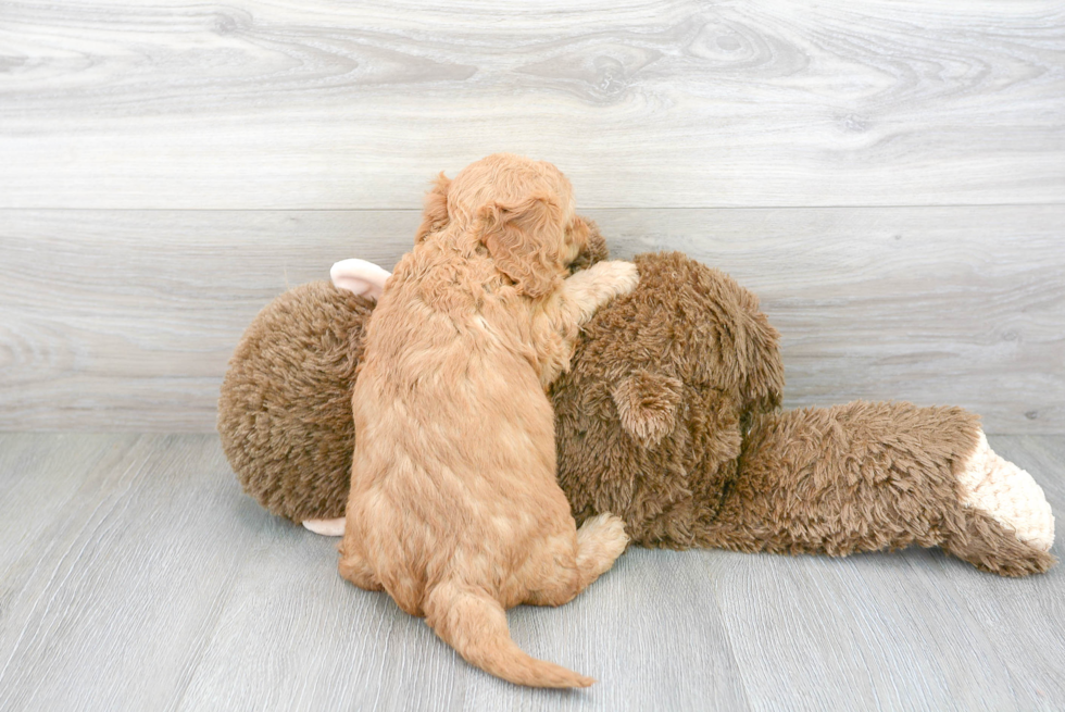 Hypoallergenic Golden Retriever Poodle Mix Puppy