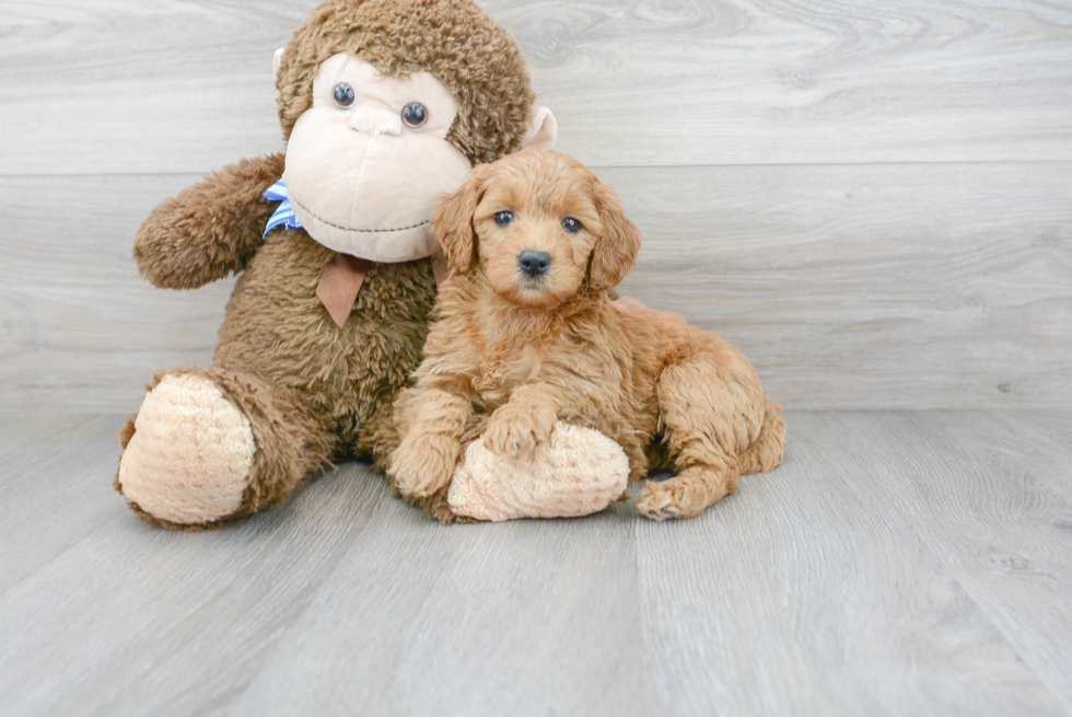 Playful Golden Retriever Poodle Mix Puppy