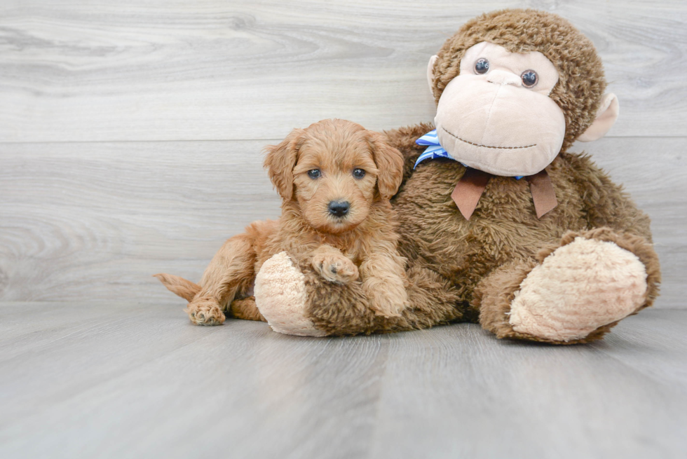 Mini Goldendoodle Puppy for Adoption