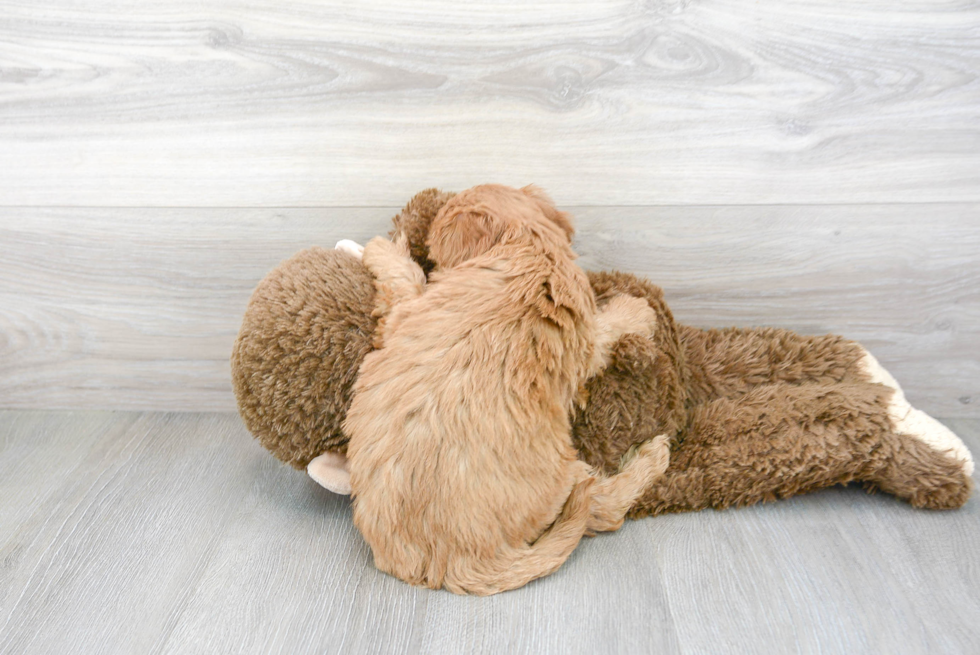 Mini Goldendoodle Puppy for Adoption