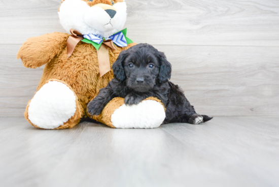 Mini Goldendoodle Pup Being Cute