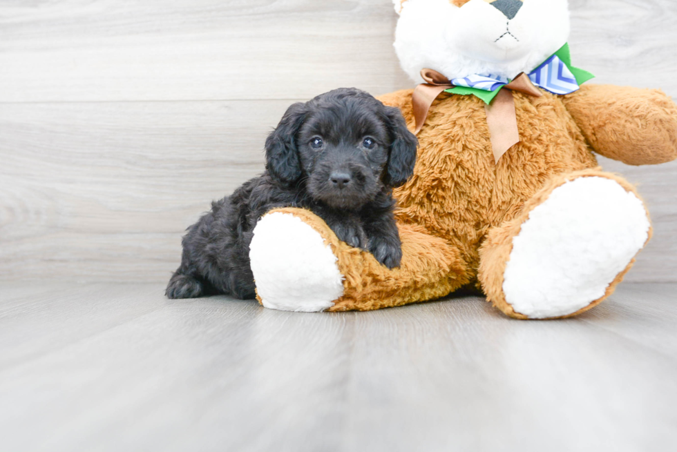 Petite Mini Goldendoodle Poodle Mix Pup