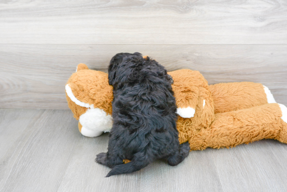 Smart Mini Goldendoodle Poodle Mix Pup