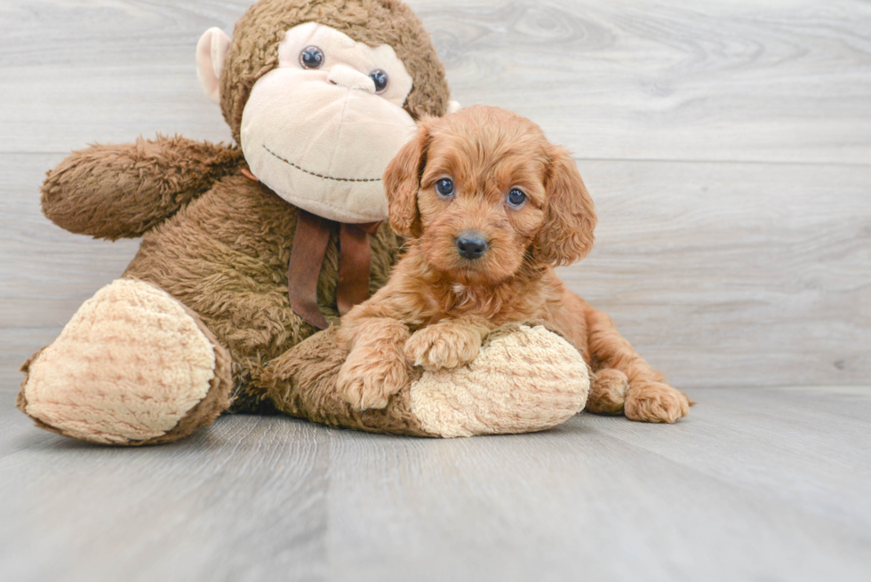 Little Golden Retriever Poodle Mix Puppy