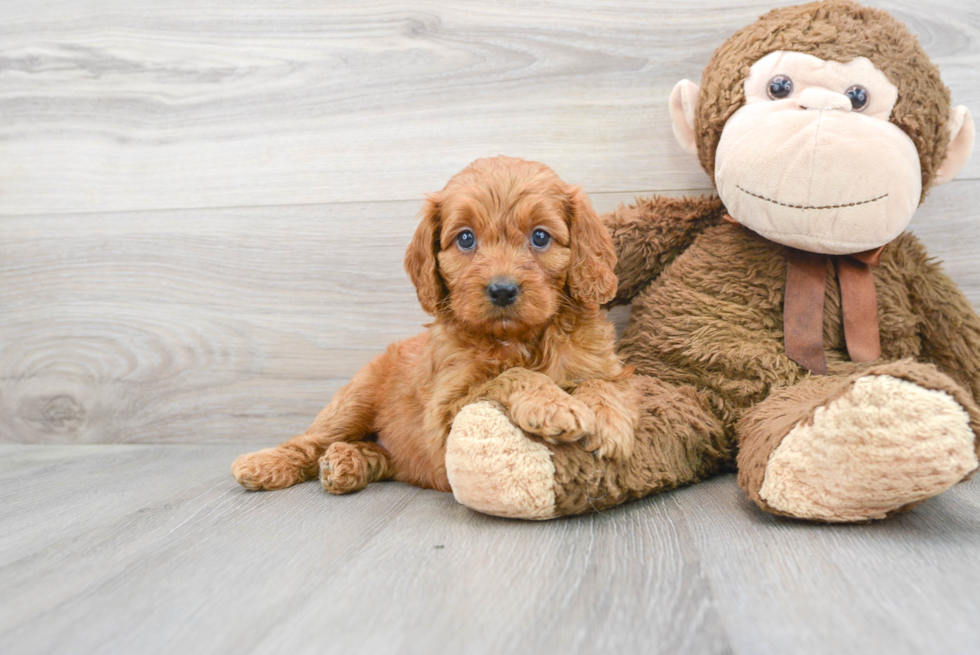 Cute Mini Goldendoodle Baby