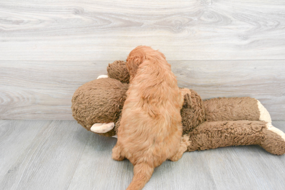 Mini Goldendoodle Pup Being Cute