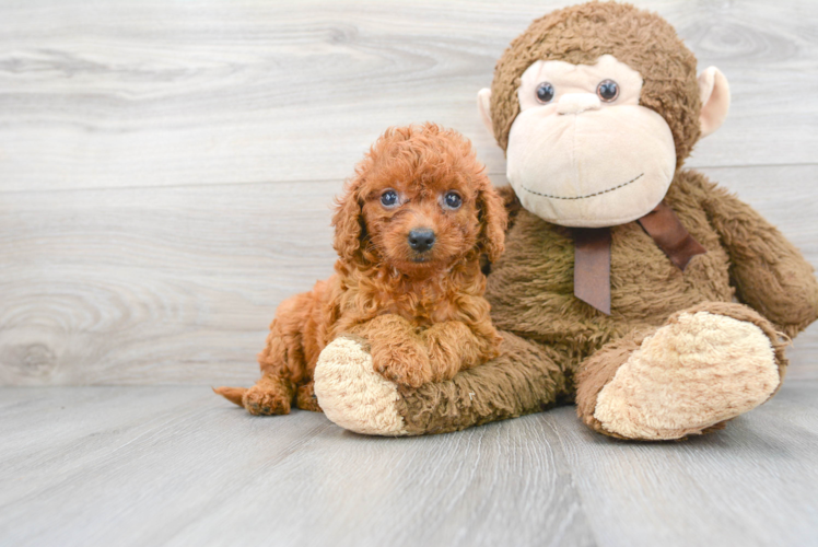 Mini Goldendoodle Pup Being Cute