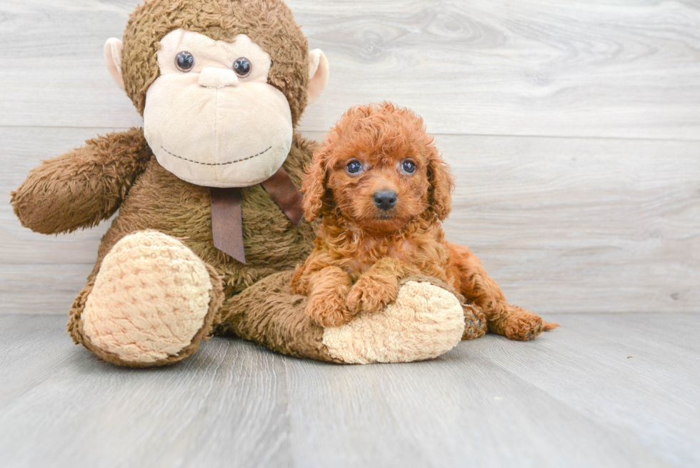Mini Goldendoodle Puppy for Adoption