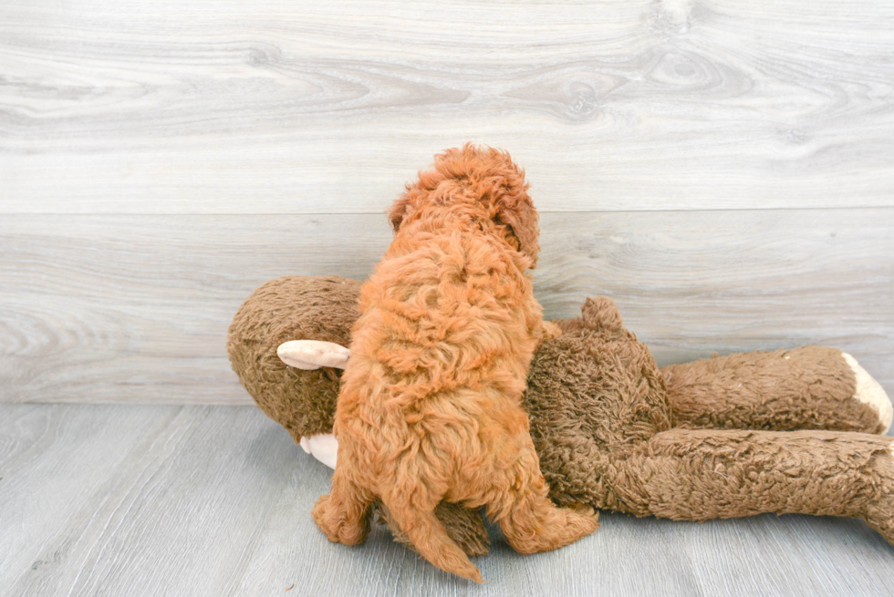 Popular Mini Goldendoodle Poodle Mix Pup