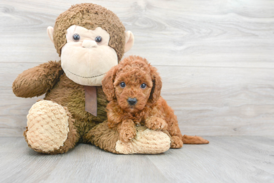 Mini Goldendoodle Pup Being Cute