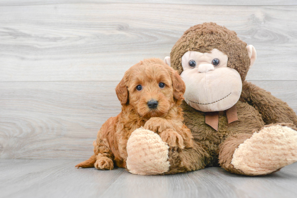 Mini Goldendoodle Pup Being Cute