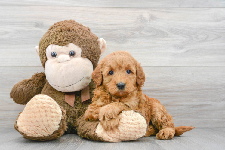 Popular Mini Goldendoodle Poodle Mix Pup