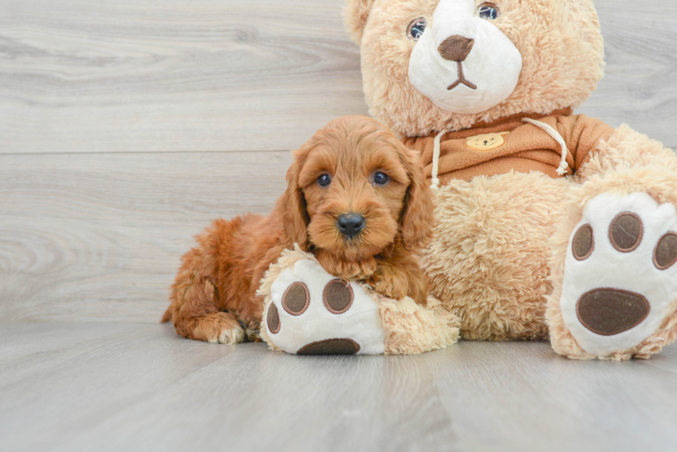 Popular Mini Goldendoodle Poodle Mix Pup