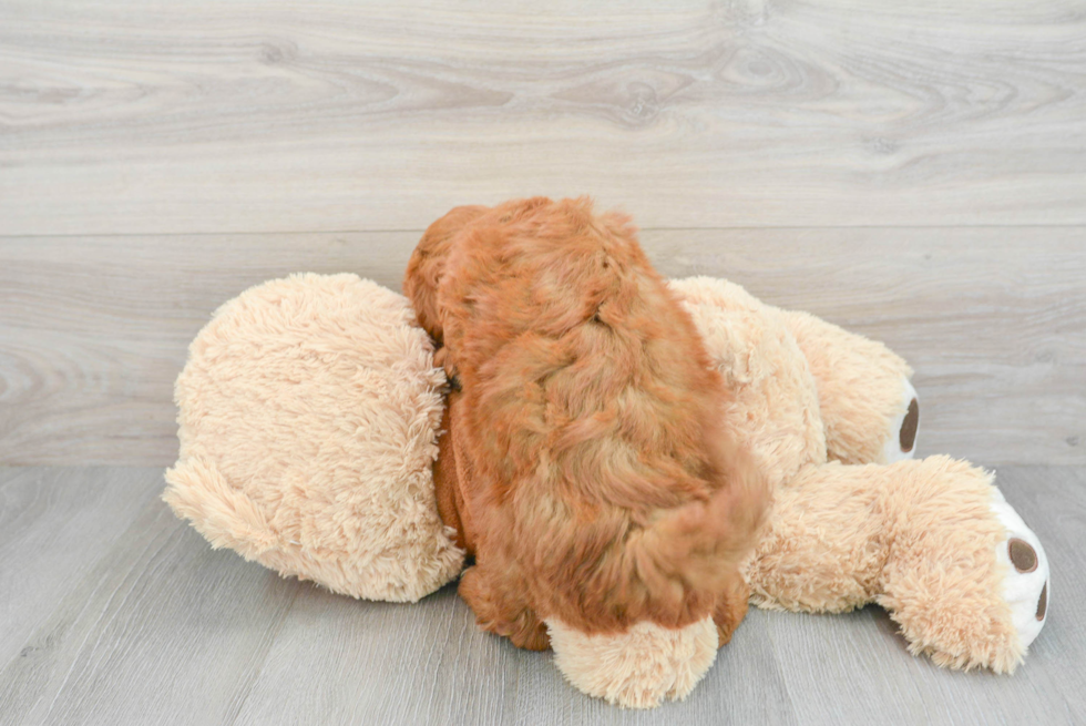 Mini Goldendoodle Pup Being Cute