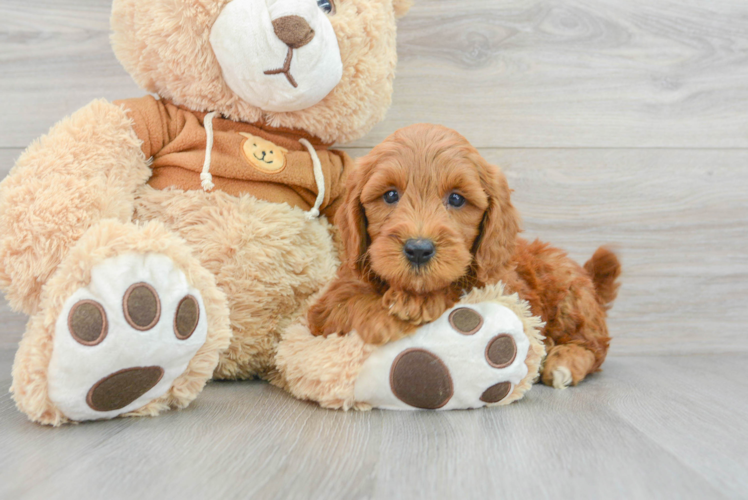 Playful Golden Retriever Poodle Mix Puppy