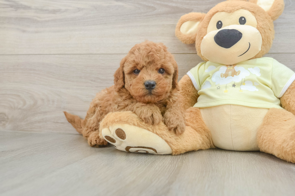 6 week old Mini Goldendoodle Puppy For Sale - Premier Pups