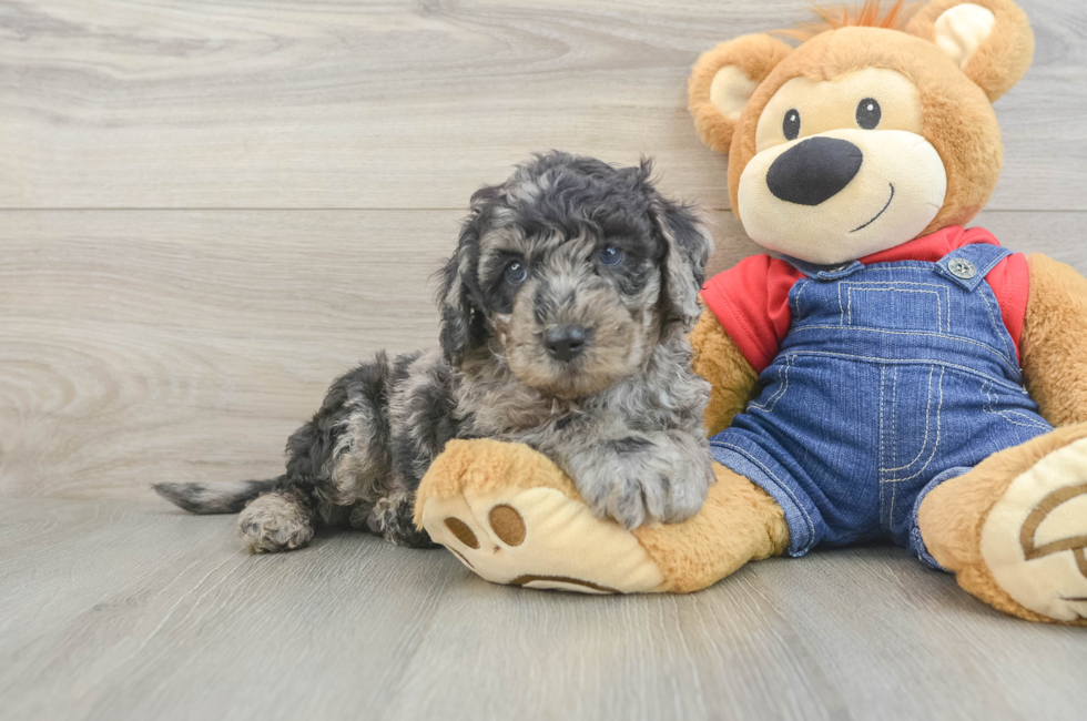 6 week old Mini Goldendoodle Puppy For Sale - Premier Pups