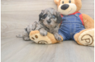 Smart Mini Goldendoodle Poodle Mix Pup