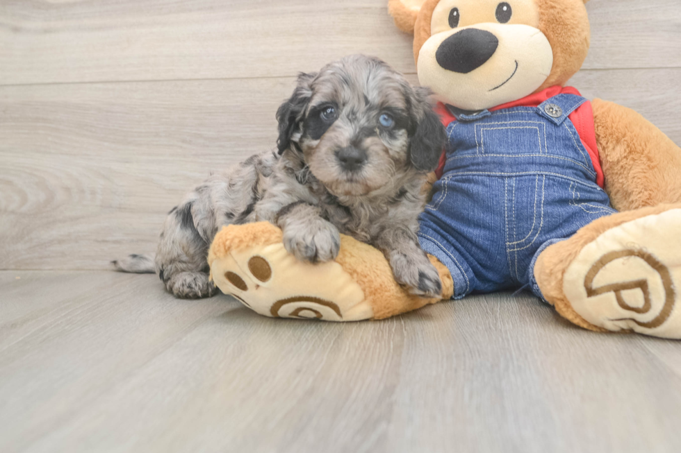 Smart Mini Goldendoodle Poodle Mix Pup