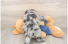 Mini Goldendoodle Pup Being Cute