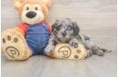 Best Mini Goldendoodle Baby