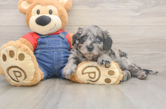 Best Mini Goldendoodle Baby