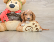7 week old Mini Goldendoodle Puppy For Sale - Premier Pups