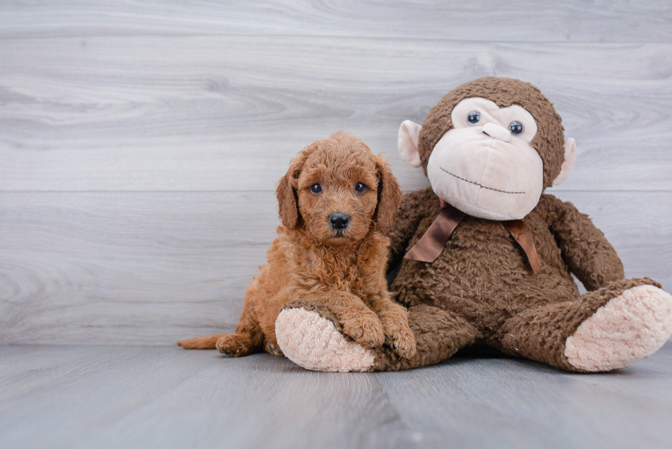 Best Mini Goldendoodle Baby