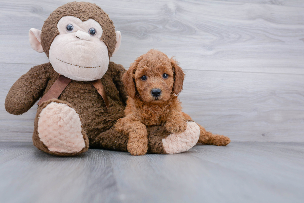 Mini Goldendoodle Puppy for Adoption